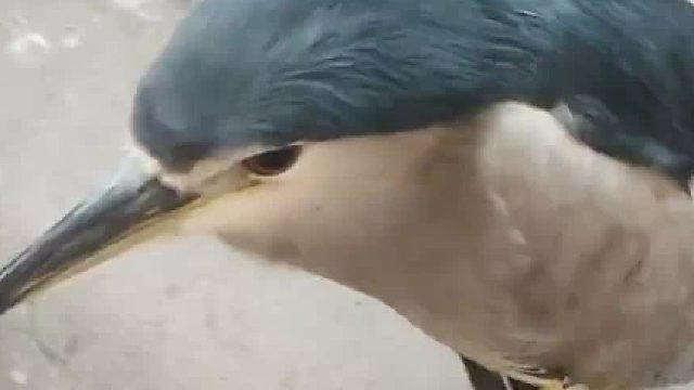 夜鹭，中华田园企鹅