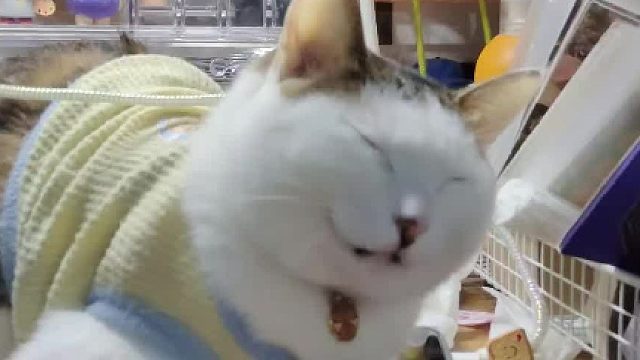 困到不行也要回应主人的猫咪  猫：你有完没完啊