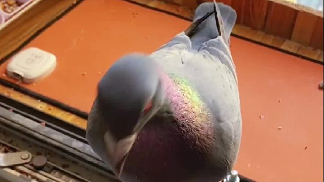 你看鸽子看烦了是吧？今天就带你看点没见过的……