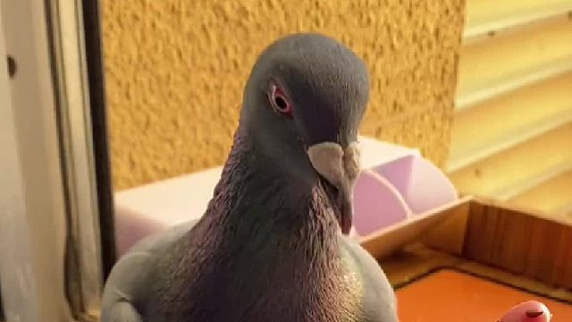 从我第一次开窗他却没有飞走开始，我就知道这只鸽子不一般…