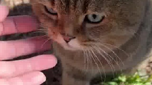 偶遇一只叫声奇怪的猫