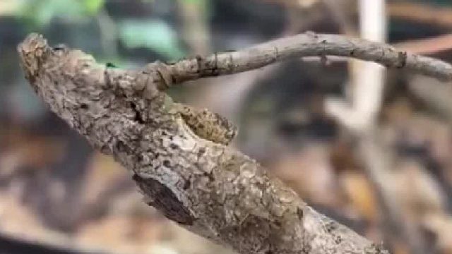 啊？我的眼睛……感觉不好使了