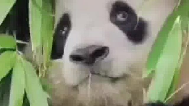 不是看他眼睛动，还以为是特效