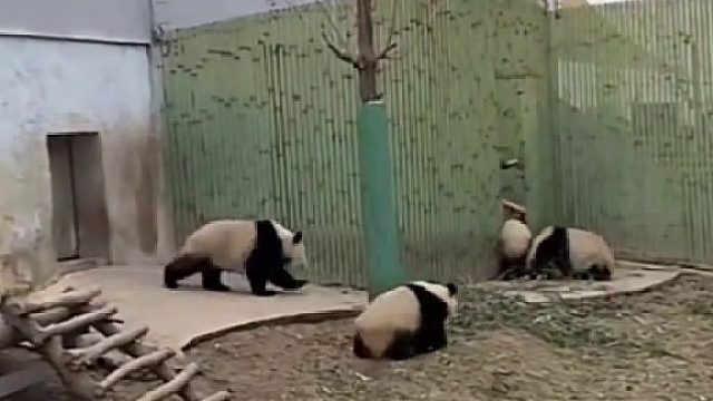 胖七：熊弟们你们先进，我殿后，不对，怎么把我关外面了？？ 笑死，使了最大劲，自己被留下了。