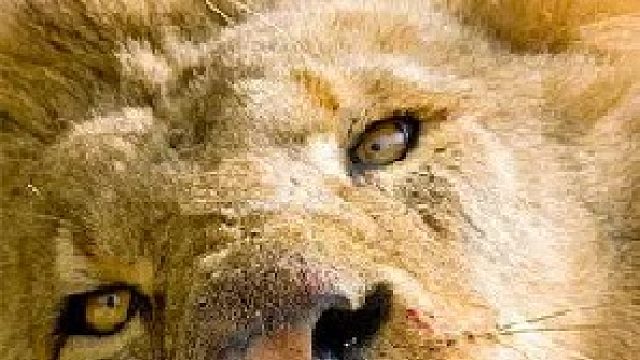 《王 者 荣 耀》动物世界