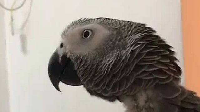 第一次见讲粤语的灰机