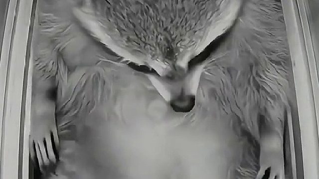 摄像头里拍到浣熊睡觉有趣的一幕