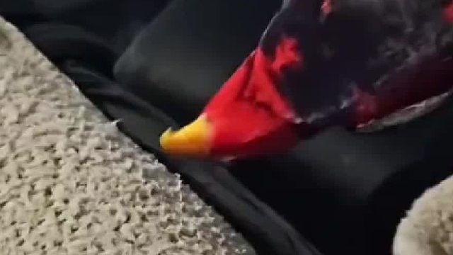 吸蜜鹦鹉这个品种多少有点小脑发育不完全