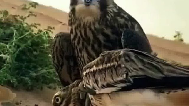 老鹰抓住了鸟脖子，你有没有被抓过脖子