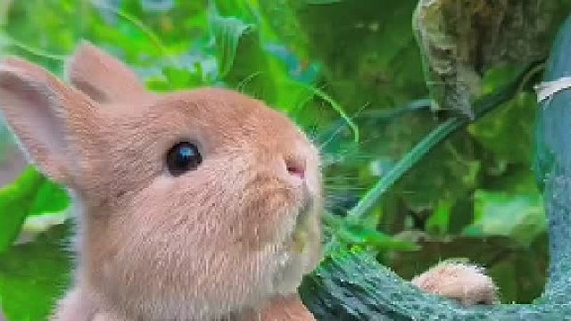 好可爱，小机灵鬼