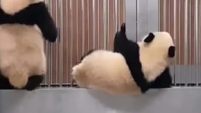 如此丝滑的是哪只