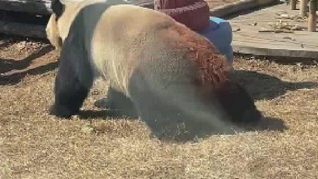 大熊猫金虎搞笑名场面，这姿势也是没谁了