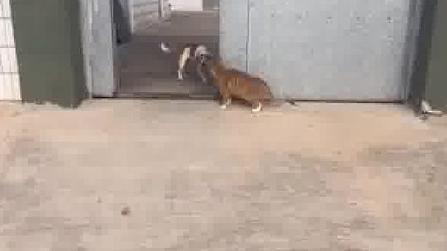 狗子被猫打一巴掌，却也只能认怂