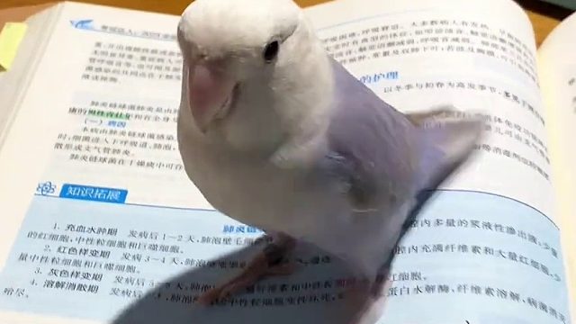 养鸟还想学习，学不了一点