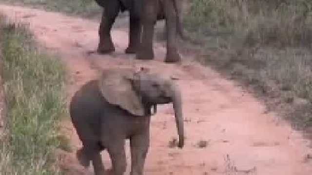 坏消息：2个月大小象攻击人类！ 好消息：是可爱攻击