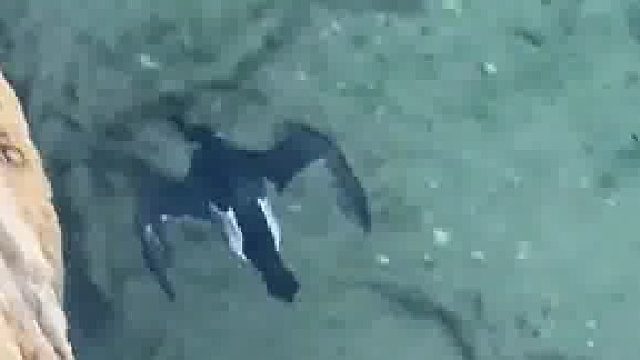 鸟儿在水中自由自在的飞翔！