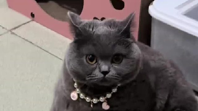 聪明毛一点儿没有全都是犟种毛