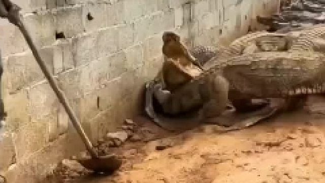 1鳄鱼：看到他腰上的东西了么？那是我舅舅