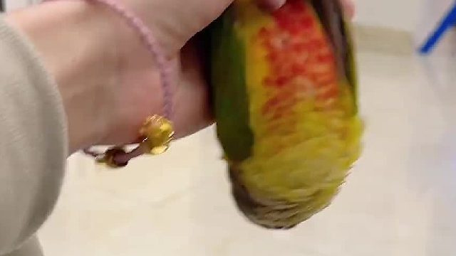 还得是你们会玩