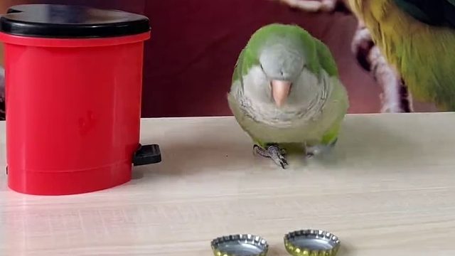 鹦鹉鹦鹉萌萌哒逗鹦鹉