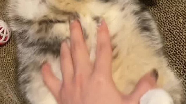 传说中的猫猫大地毯