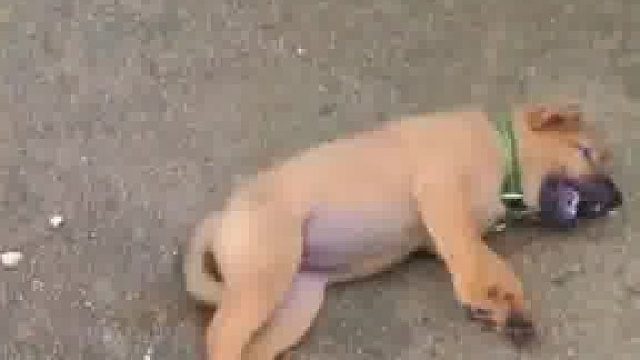 到底谁害怕 别吓着主人