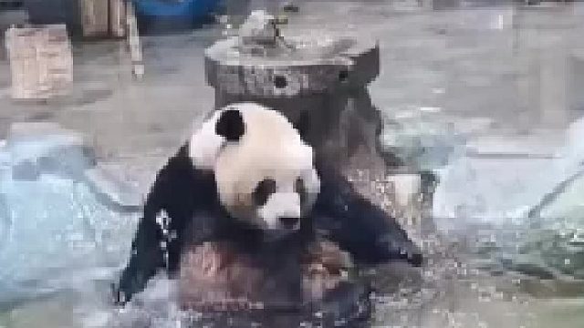 胖岩的歌曲专辑快要超过花花了！此花花非彼花花！