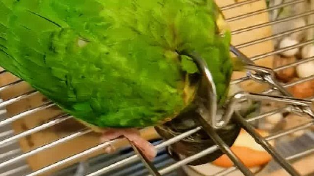 我养的是鹦鹉啊…怎么跟二哈似的…