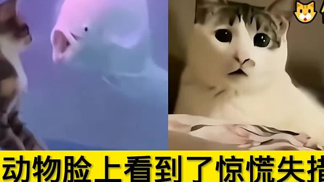 竟然在动物脸上看到了惊慌失措：猫 我的沉默震耳欲聋