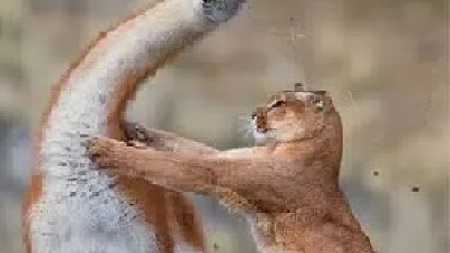 《美驼外卖》美洲狮