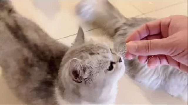 爆米花这是有多怕妈妈啊，挨揍挨得经验丰富了