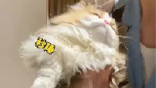 猫：强制下班