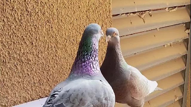 我喂它鸽粮，它喂我狗粮…