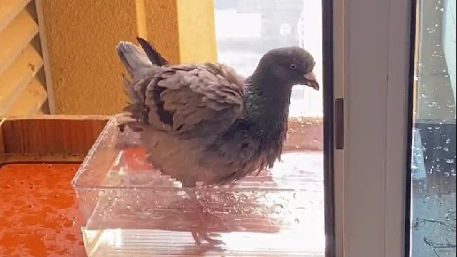 争做鸽圈零差评的餐饮洗浴一条龙服务中心