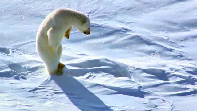 小海豹贪玩被北极熊盯上，千钧一发之际，小家伙终于反应过来！