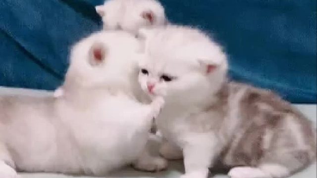 爆米花这么听话，怎么生了四只哈士奇？一分钟都闲不住