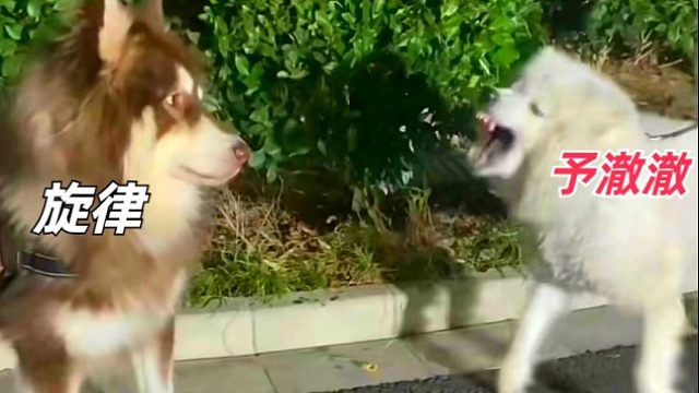 【恐惧之间】轻轻的点4狼