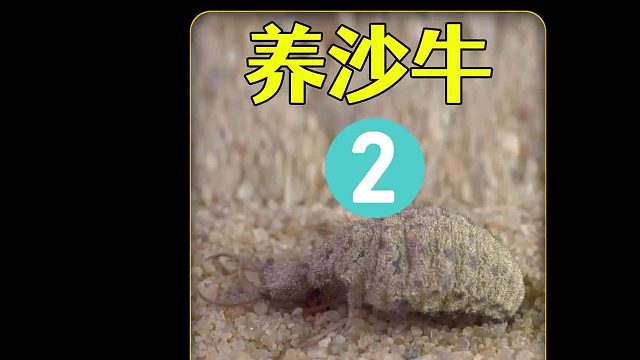 把野外抓来的蚊子，给养在沙子里的小沙牛吃，看看它会喜欢吃吗？