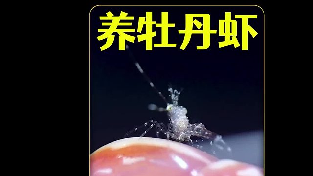 菜市场捡的牡丹虾宝宝，带回家能养活吗，没想到还挺好养的