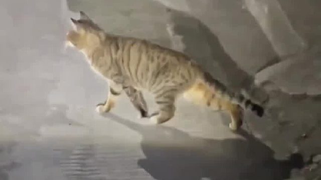 有人能科学地解释下，猫咪的这种行为吗？