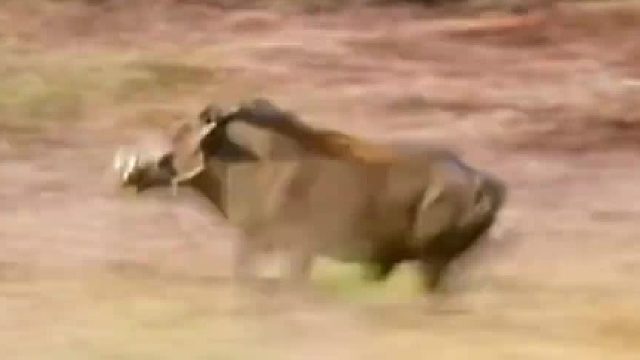 野猪跑得真快，倒车入库也很丝滑