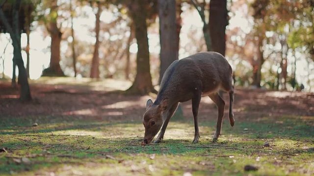 当时只有一台A7M3，后来才发觉人生旅途中那些随意纪录的瞬间才是最珍贵的！