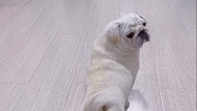 花式骗局！只为一口吃的！