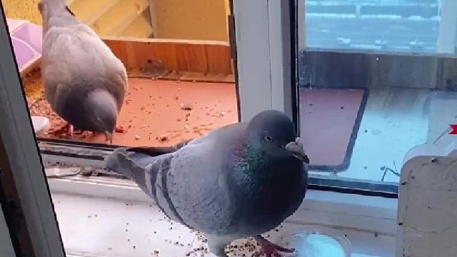 禁止套娃！给鸽子的宠物也养个宠物是什么操作…