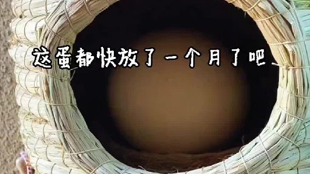 我给鸽子准备的大蛋果然没让我失望…