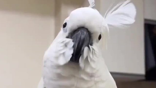 这憨憨造型再叫两声太可爱了