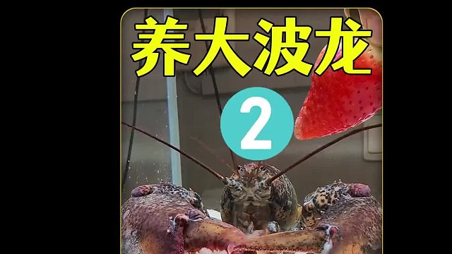 沉浸式养波龙，给大波龙做一个特别的房子，居然做出这种反应