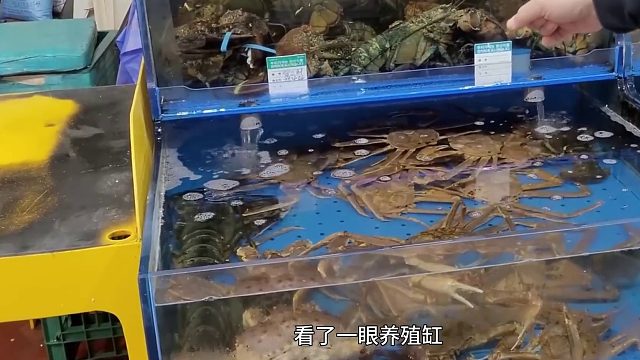 沉浸式养波龙，在菜市场买了一只威武霸气的大波龙，能养活吗？