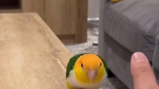 鲤鱼打挺蹬    ​