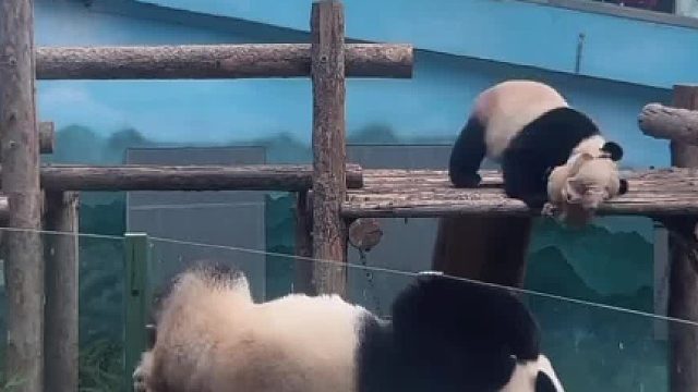 飞云在睡觉隔壁的妙音妹妹蹦迪，气得萌妹飞云一巴掌拍飞小黄鸭